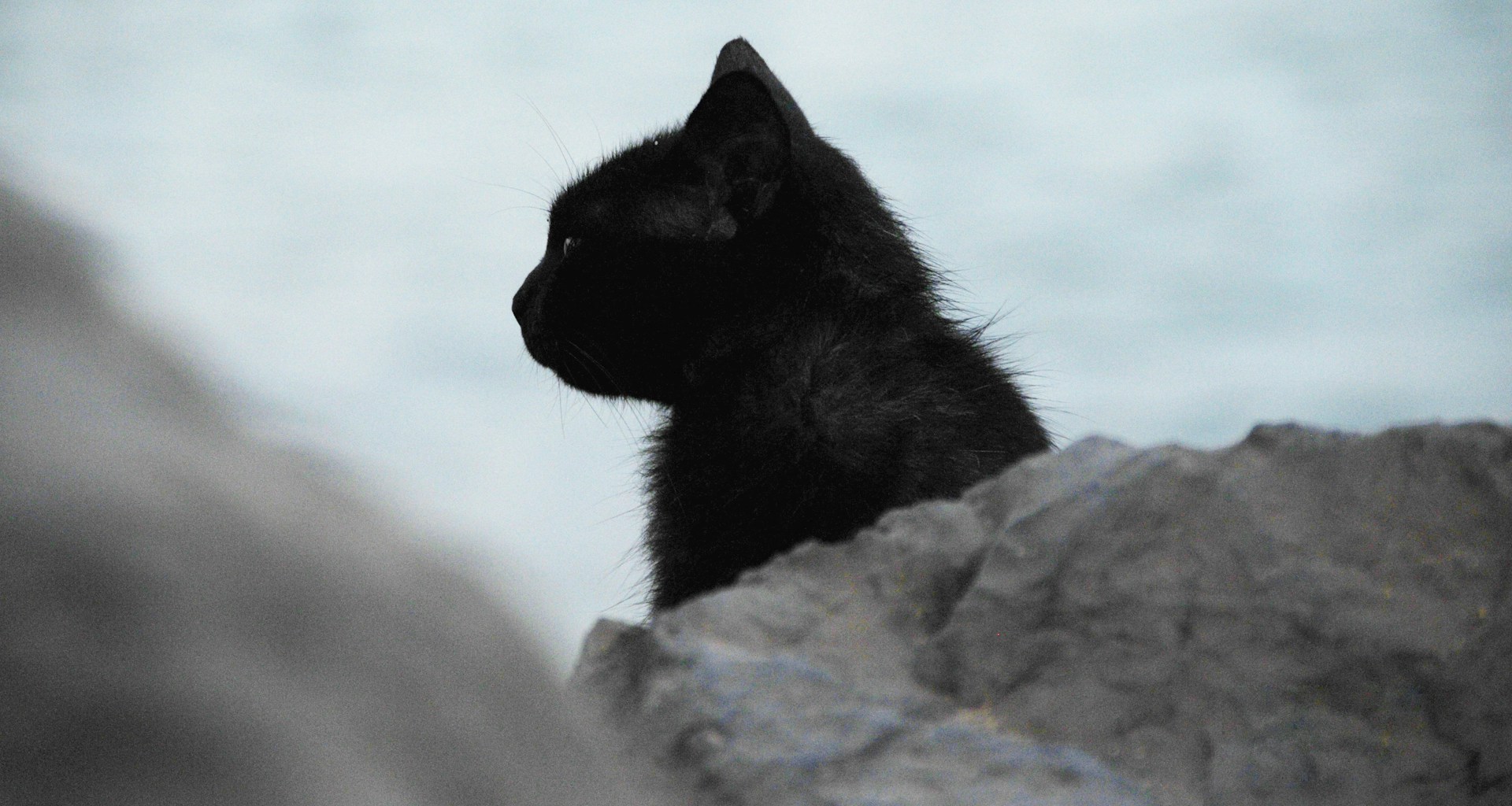 schwarze Katze im Profil hinter einem Stein